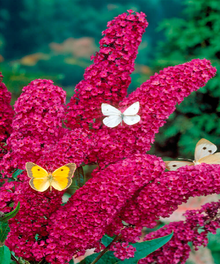 My Image 31