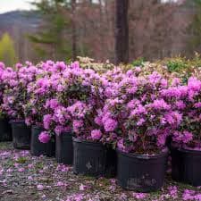 PJM Rhodoendron