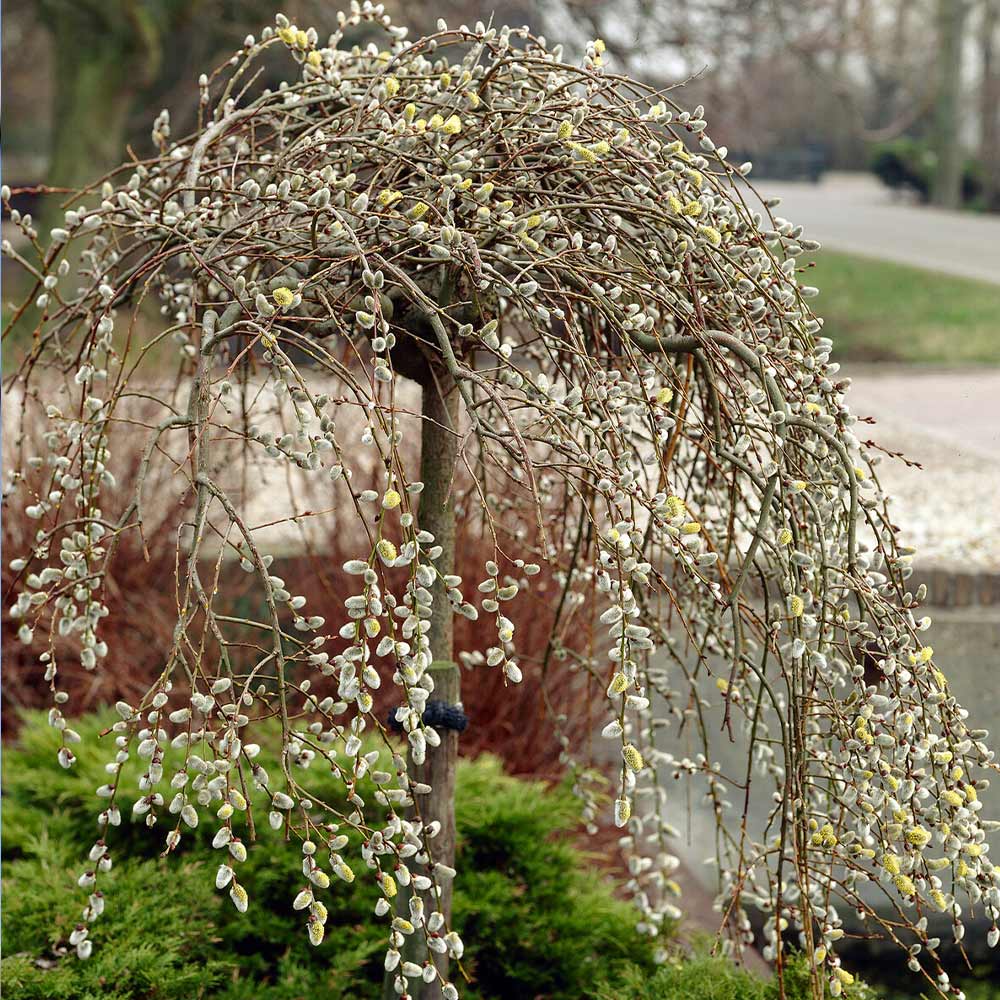 Pussy Willow