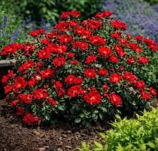 Scarlett Drift Rose