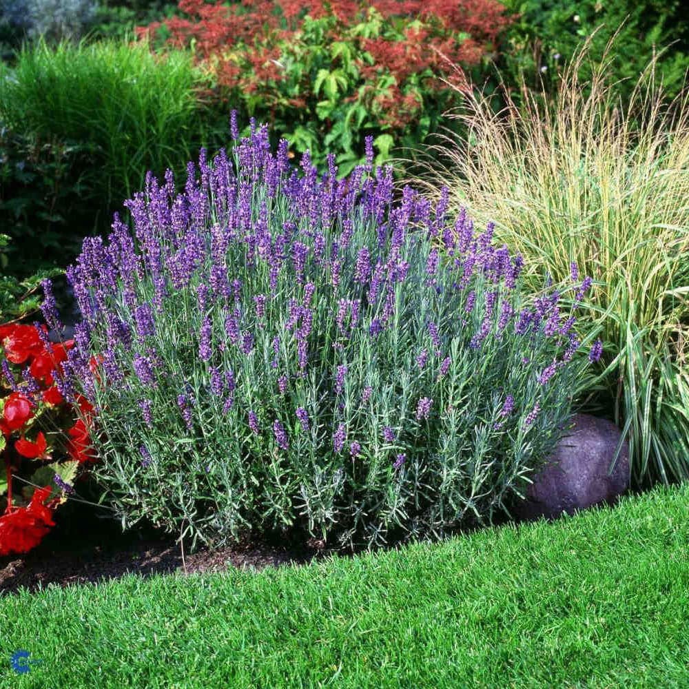 Hidcote Lavender