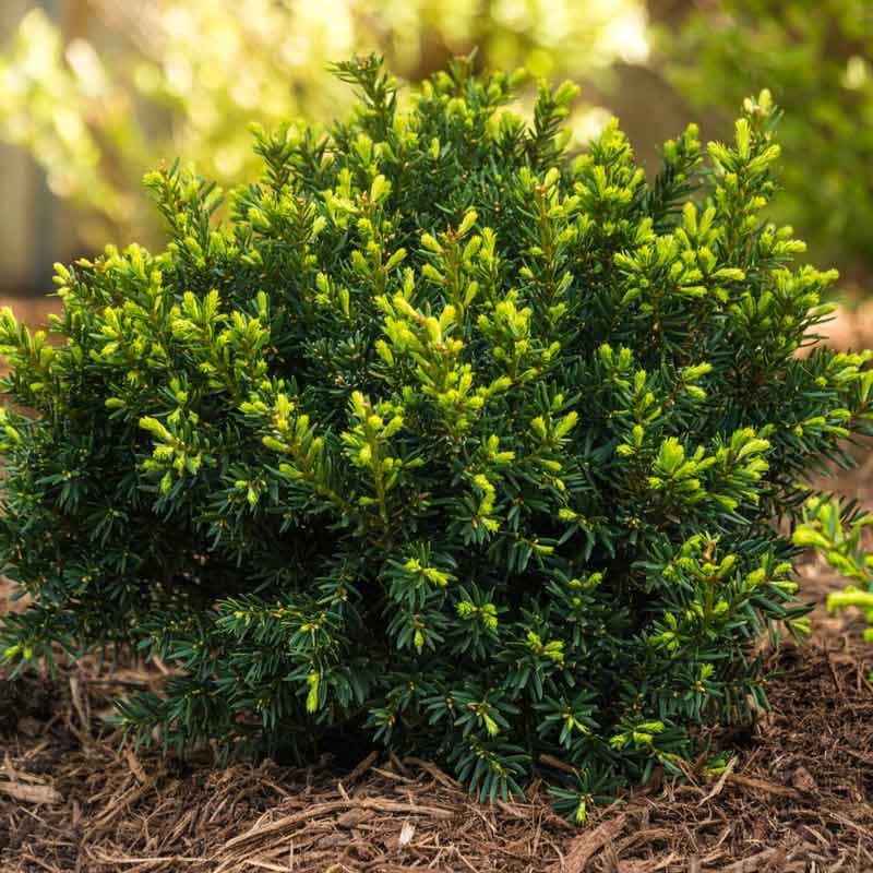 Dark Green Spreading Yew