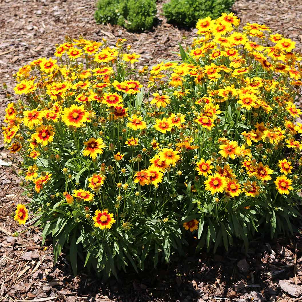 Coreopsis- Sunset Bright
