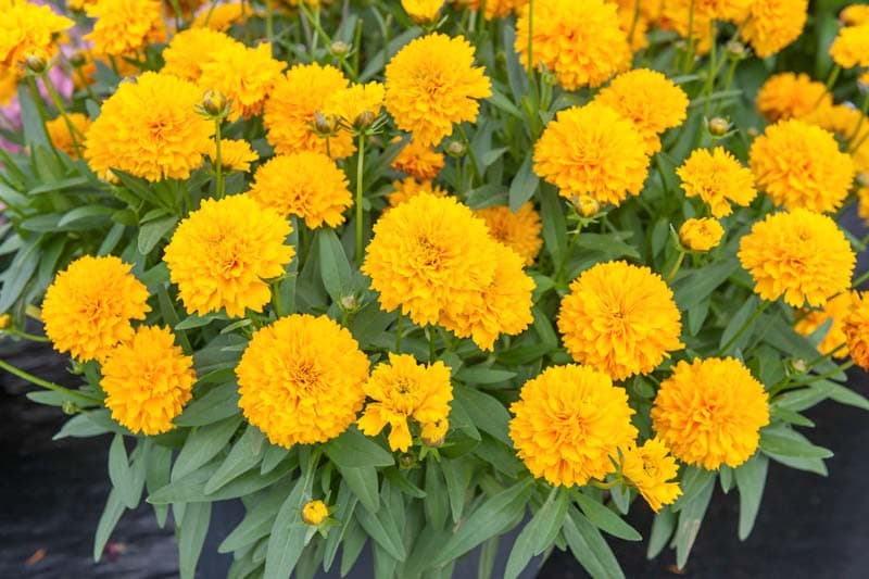 Coreopsis- Golden Sphere