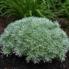 Wormwood Silver Mound
