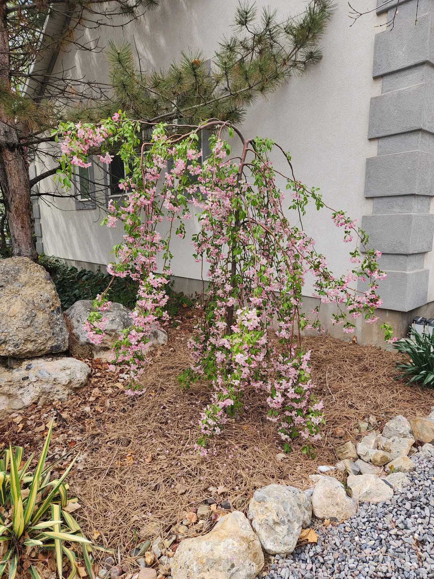Louisa Crabapple