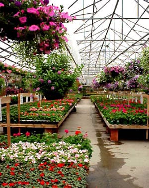 Annual- 4" Pot- MISC.