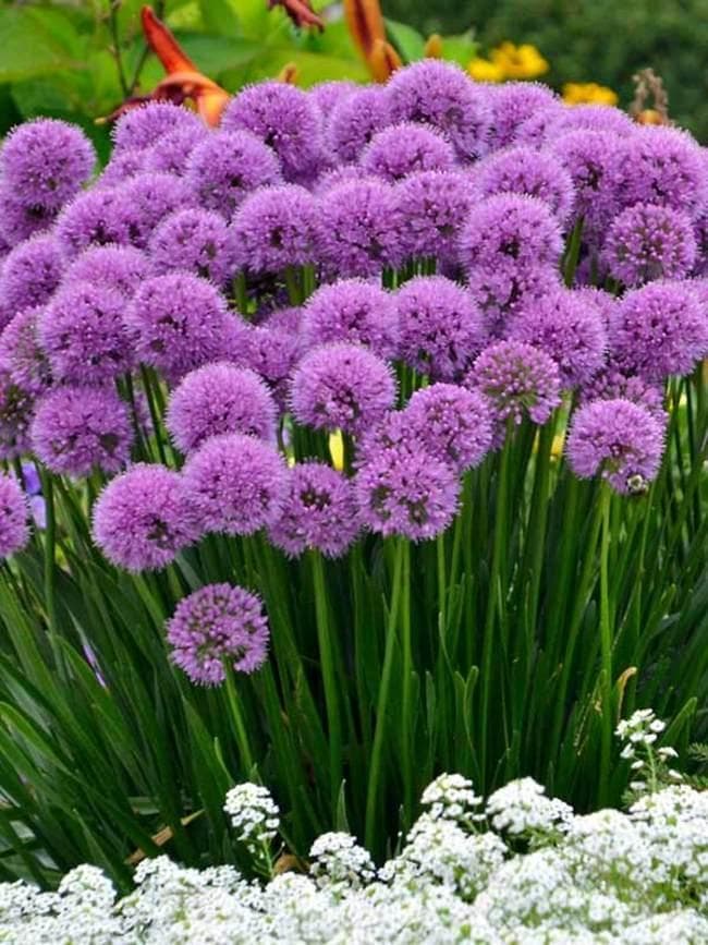 Allium