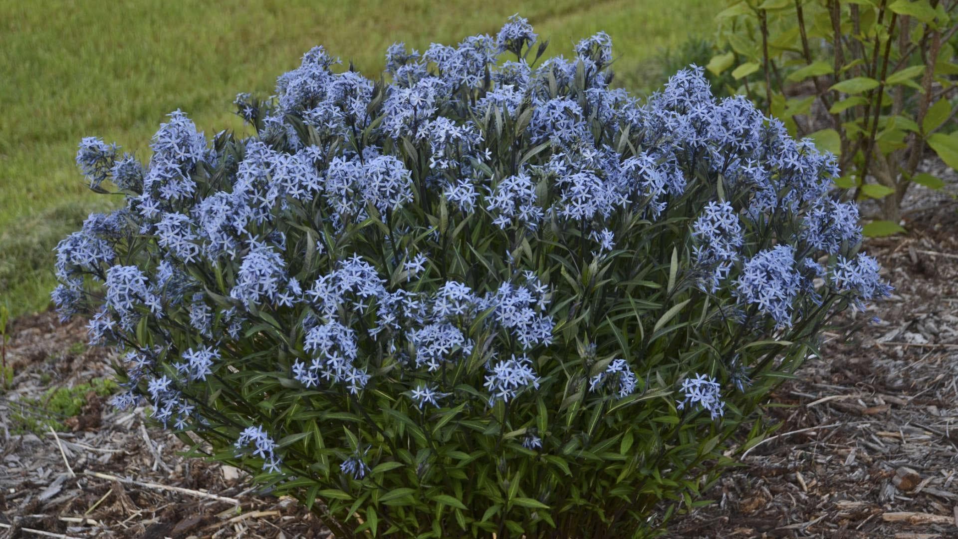 Amsonia Blue Ice