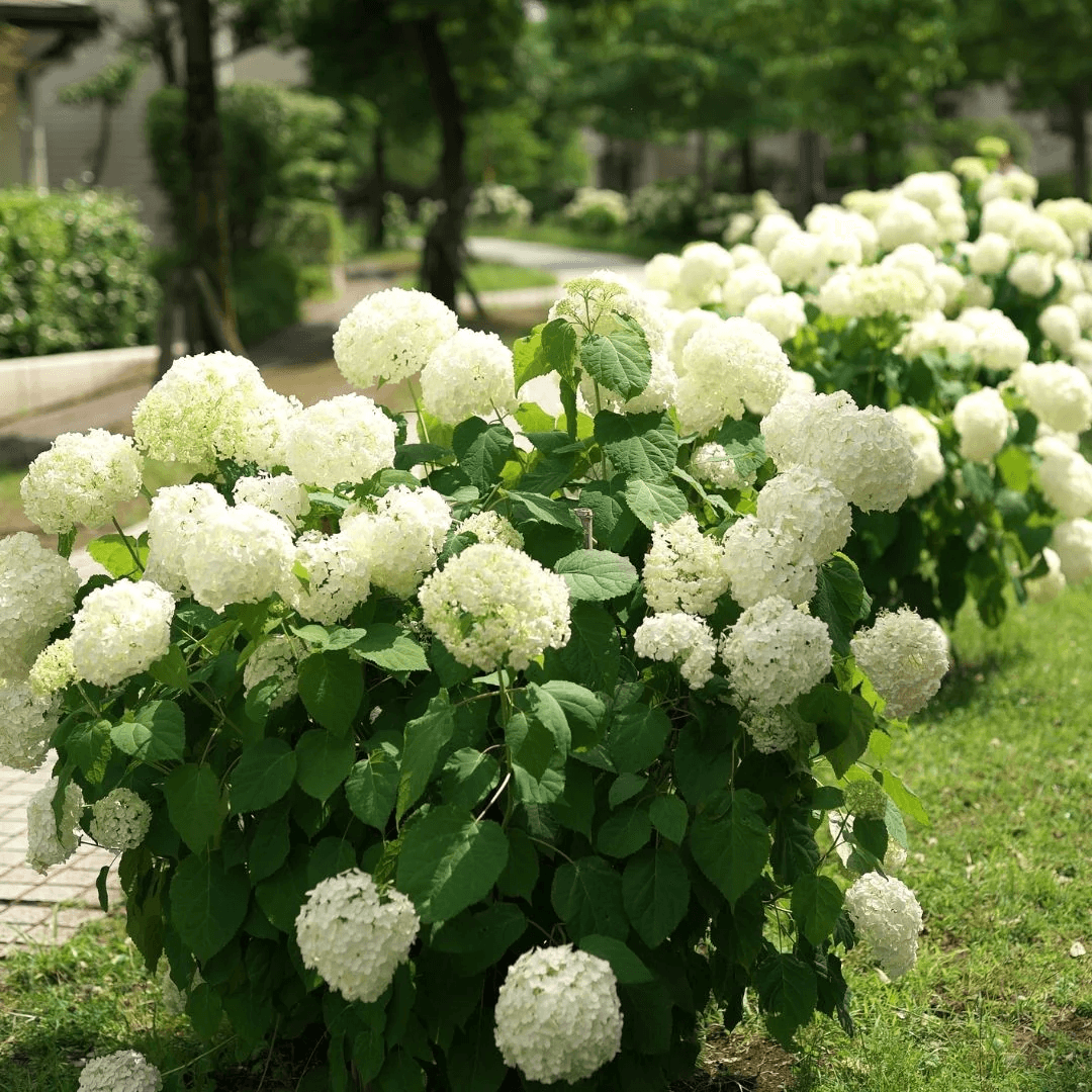 Annebelle Hydrangea