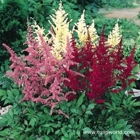 Astilbe Visions Pink/Red/White