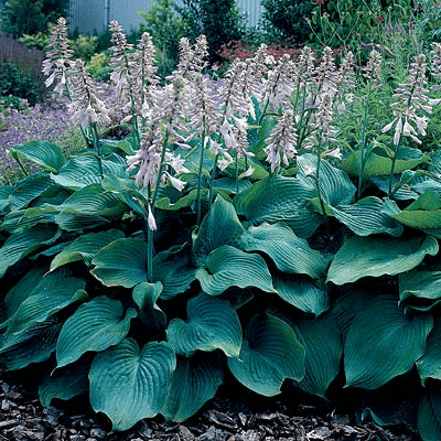 Blue Angel Hosta