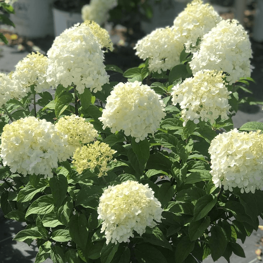 Bobo Hydrangea