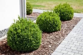 Boxwood Green Velvet