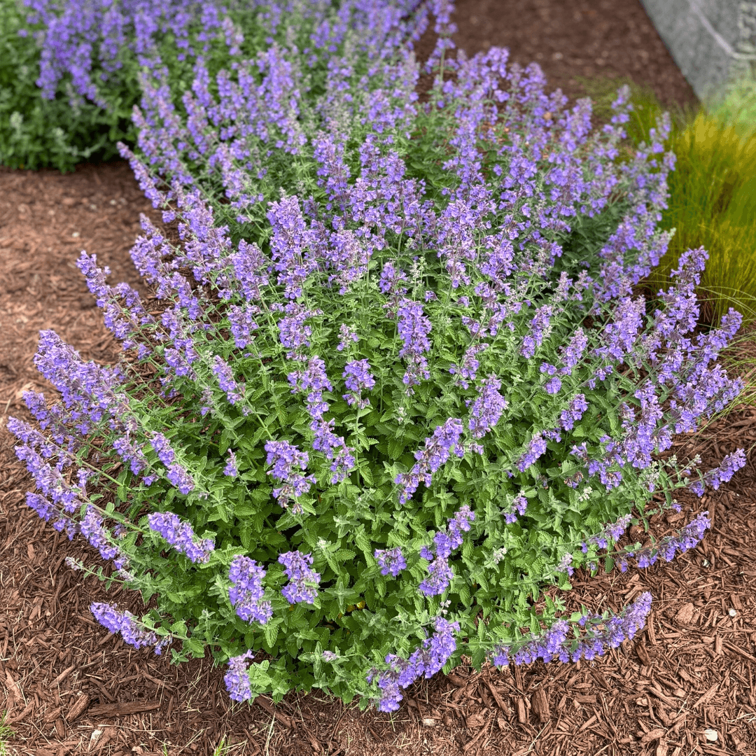 Cat Mint Walkers Low