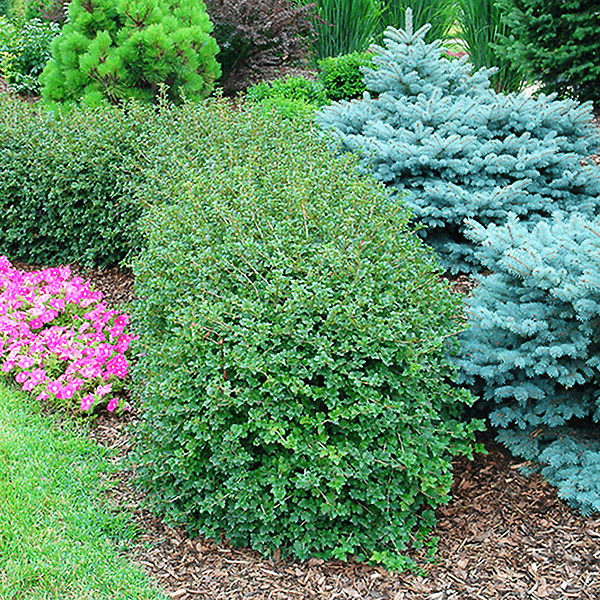 Current Green Mound Dwarf Alpine