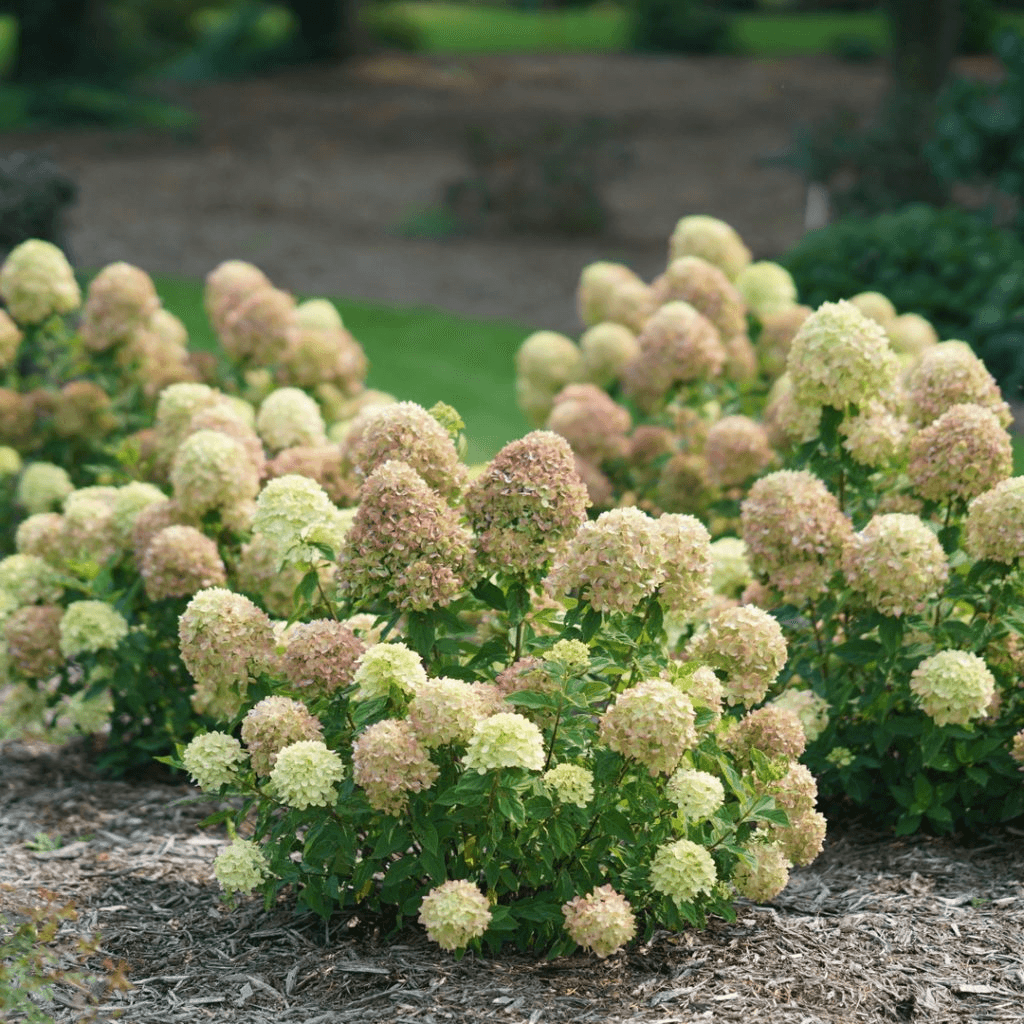 Little Lime Hydrangea
