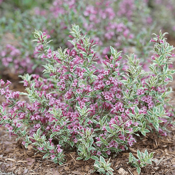 My Monet Purple Effect Weigela