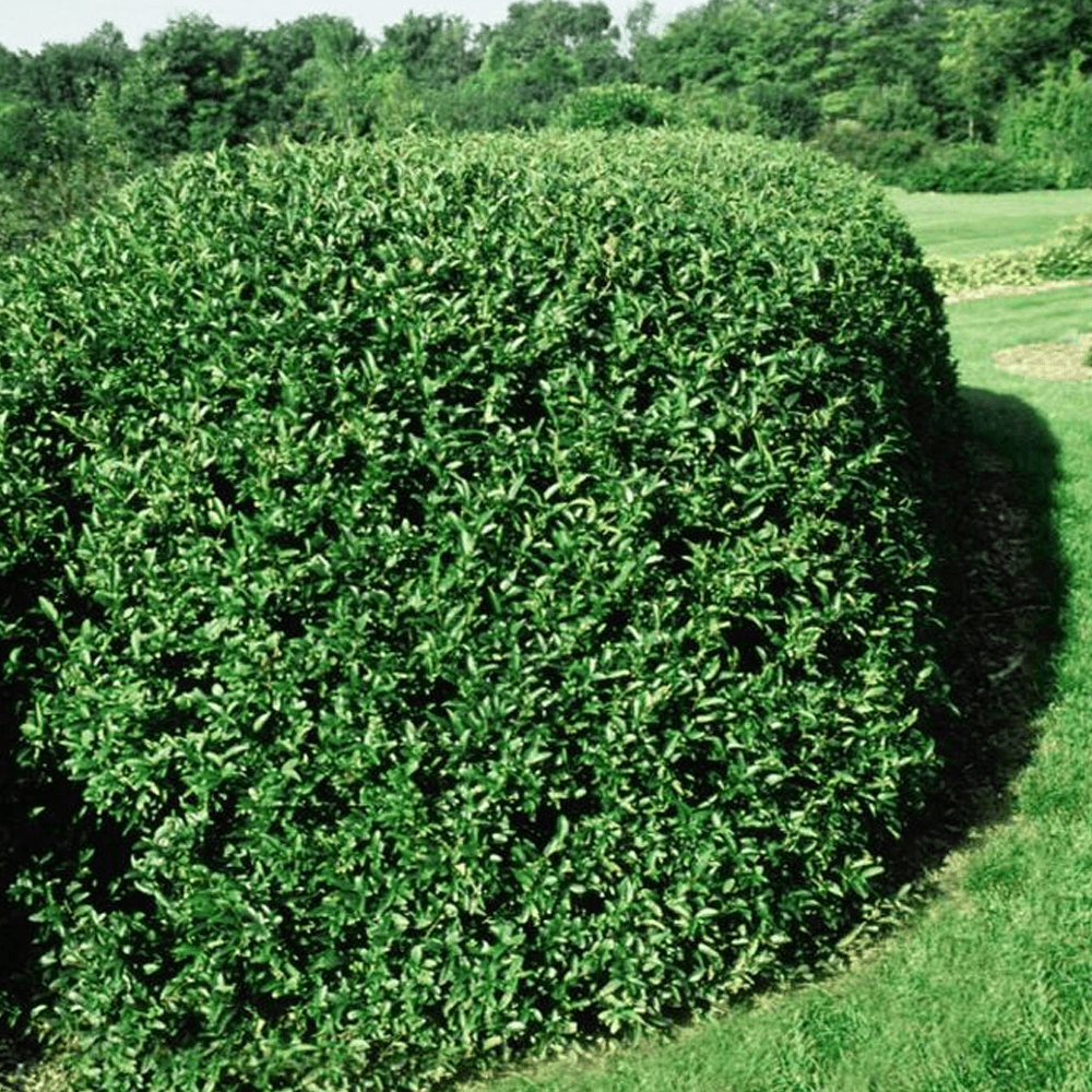 Privet Cheyenne Common