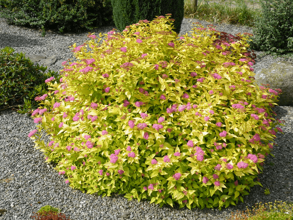 Spirea Gold Mound