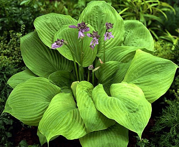 Sum + Substance Hosta
