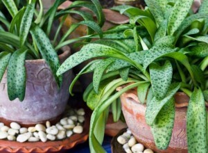 House plants, pots, garden supplies