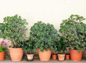 Bonsai plants, house plants