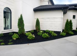 Hydrangeas, Arborvitae, black mulch